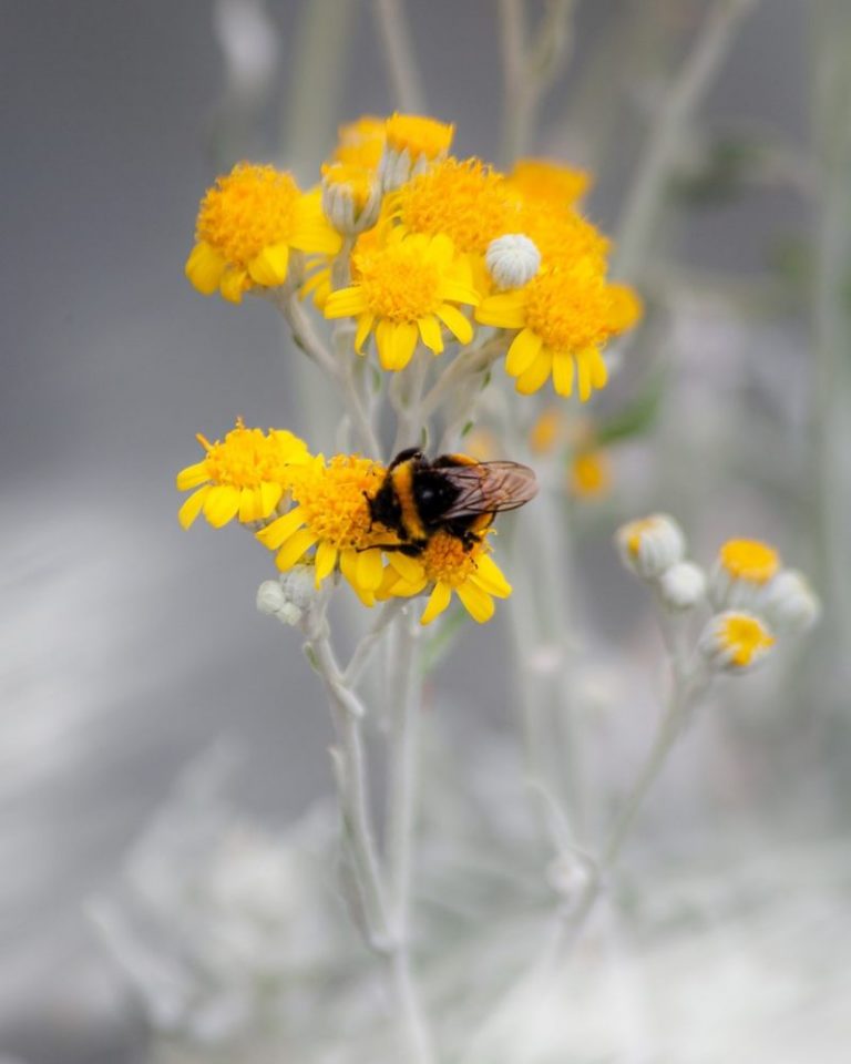 cineraria