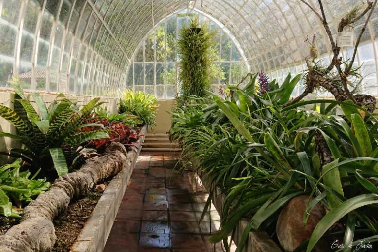 invernadero bromelias