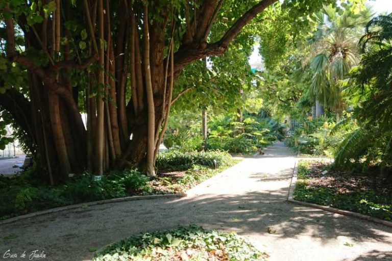 plantas botanico valencia