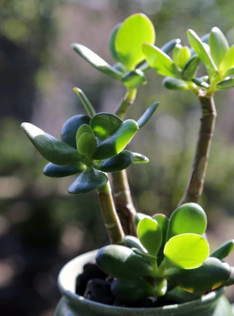arbol de jade