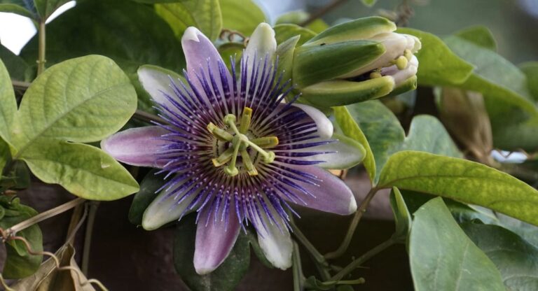 passiflora, flor de la pasión