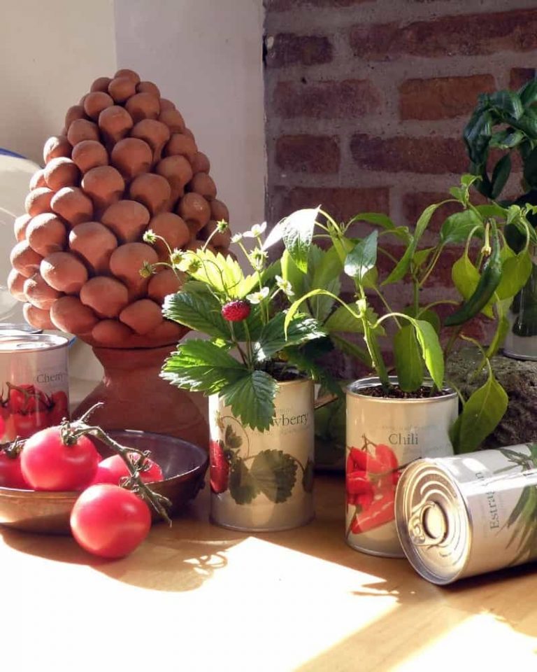 latas de semillas