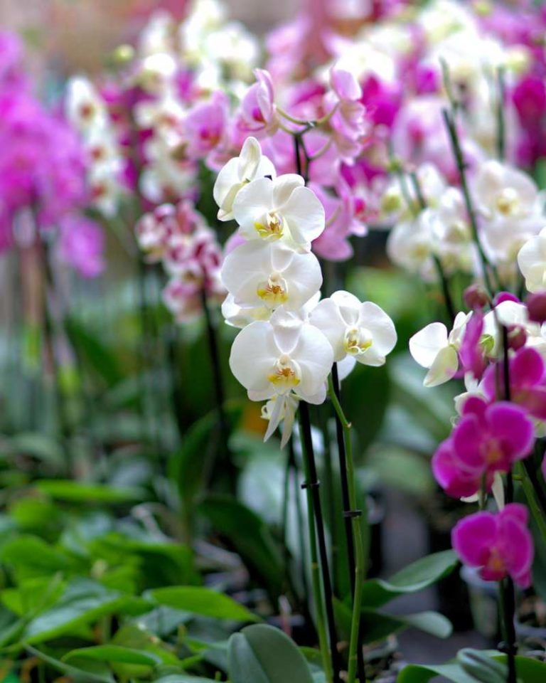 cuidado orquideas