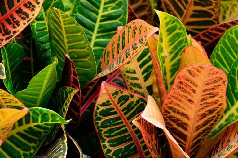 croton hojas de colores