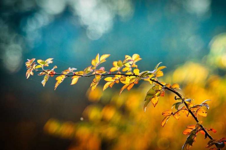 tareas de otoño en el jardín
