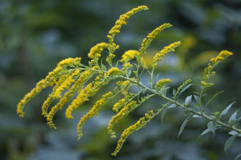 solidago