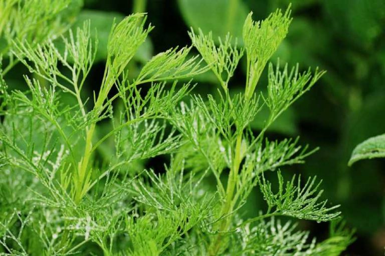 Abronato macho, Artemisia abronatum