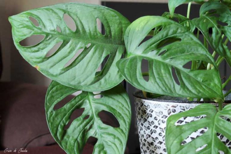 monstera
