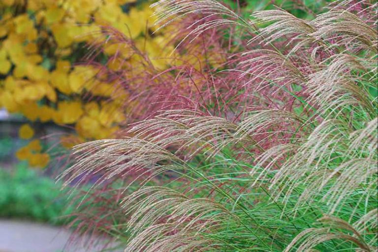 miscanthus sinensis