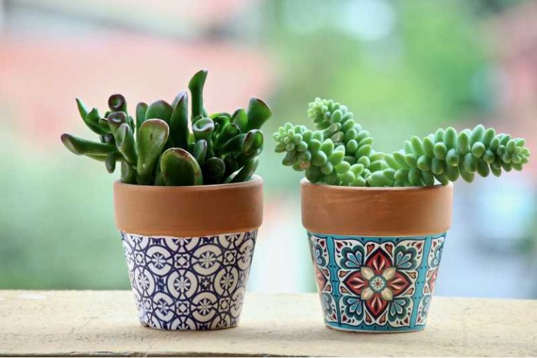 plantas carnosas