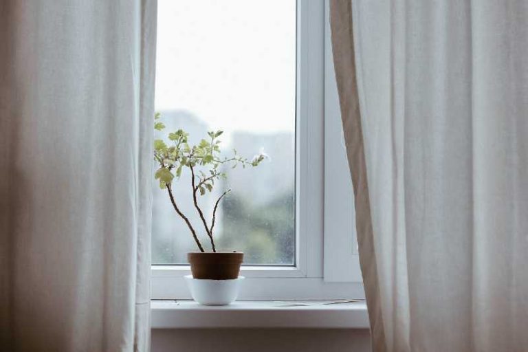 plantas de interior y humedad