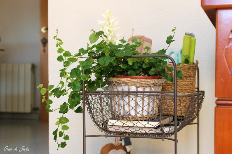 ficus pumila, plantas para macetas pequeñas
