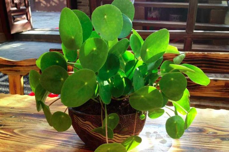 pilea planta dinero china