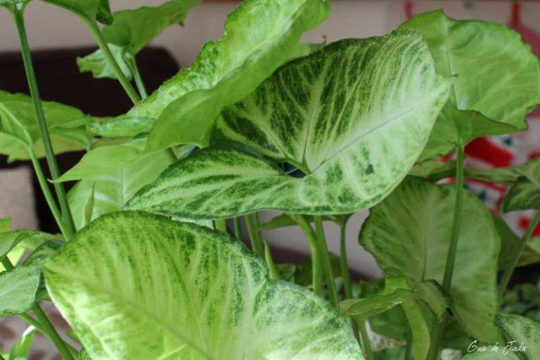 syngonium