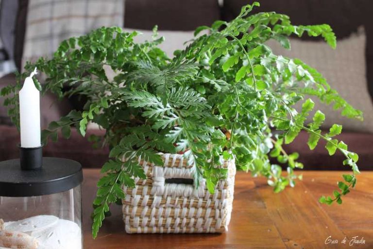 Asplenium
