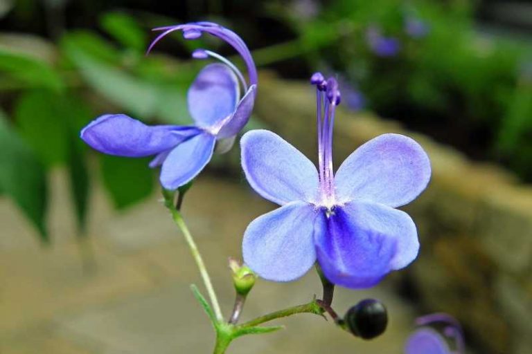 flor mariposa azul