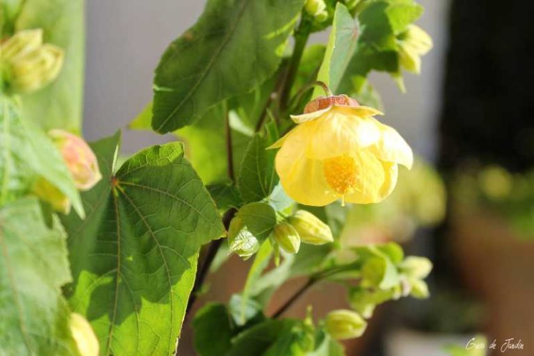 Abutilon