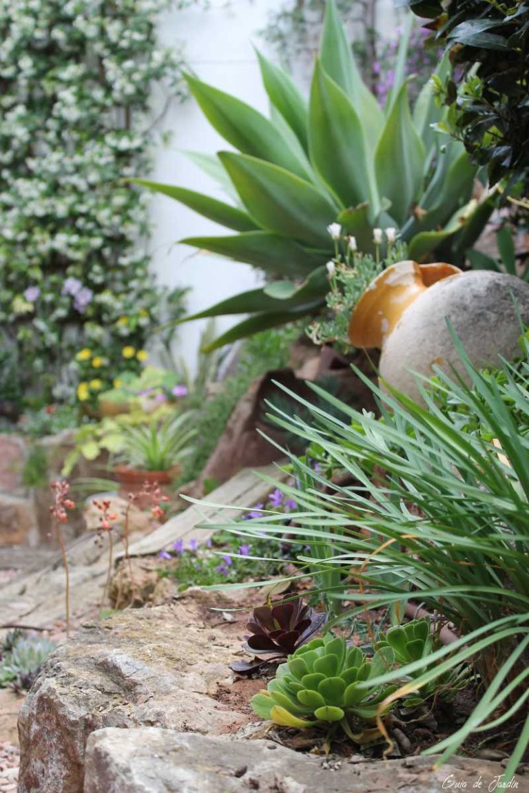 suculentas al aire libre