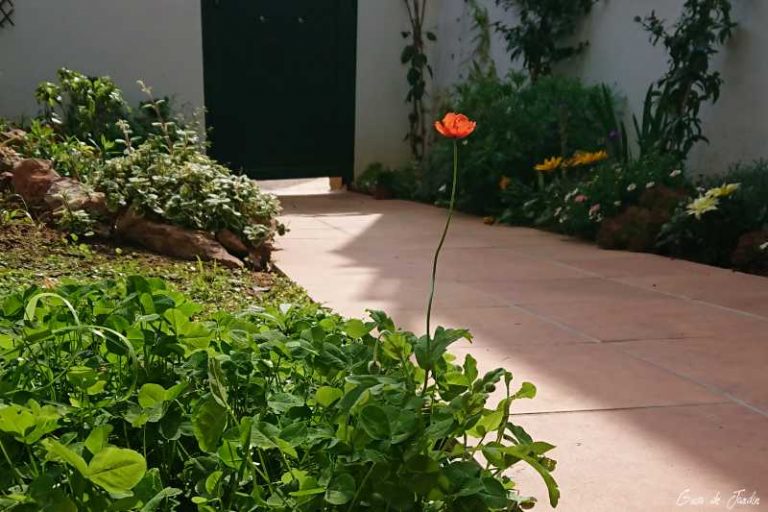 amapola