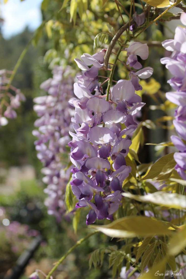 flores de glicinia
