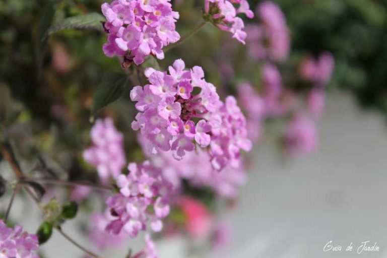 lantana rastrera