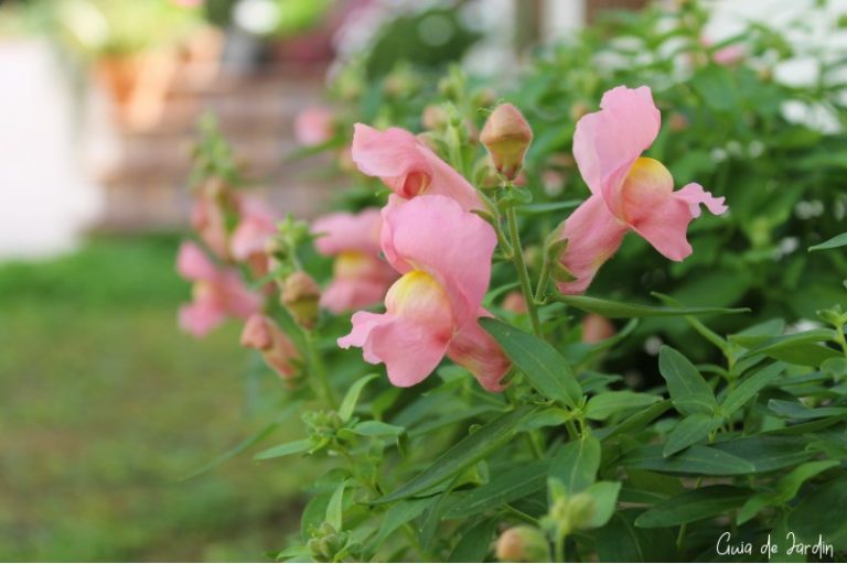 flores del jardin