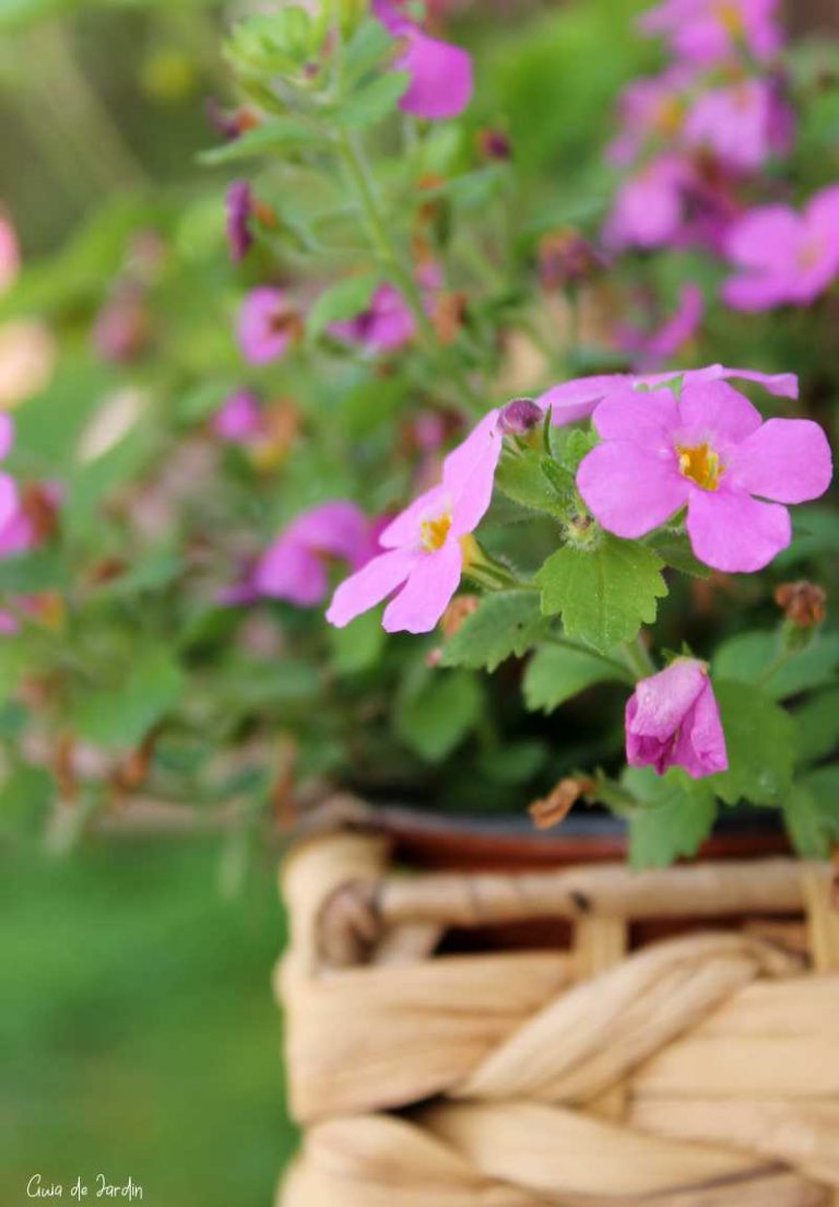 Bacopa