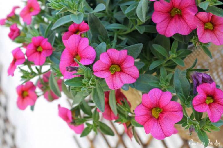 cuidados de la calibrachoa, solanacea
