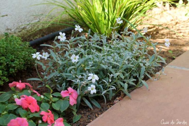 cerastium-tomentosum