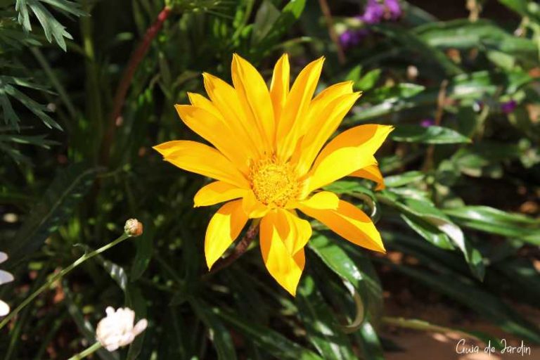 cuidados gazania