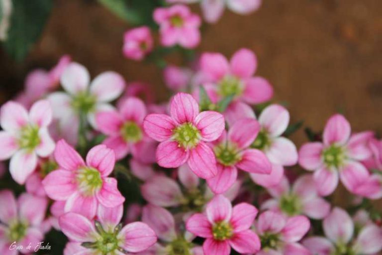 saxifraga en flor