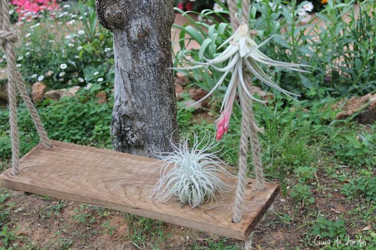 especies de tillandsias