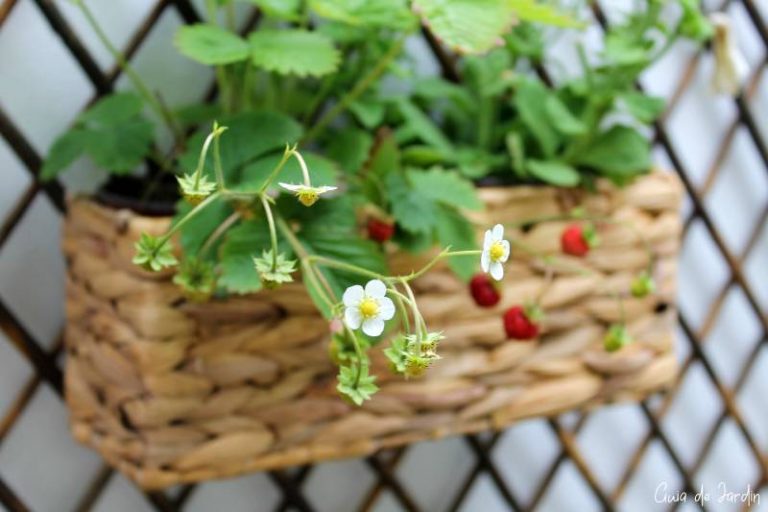 cultivar fresas en macetas