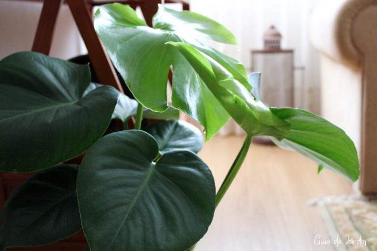 monstera deliciosa