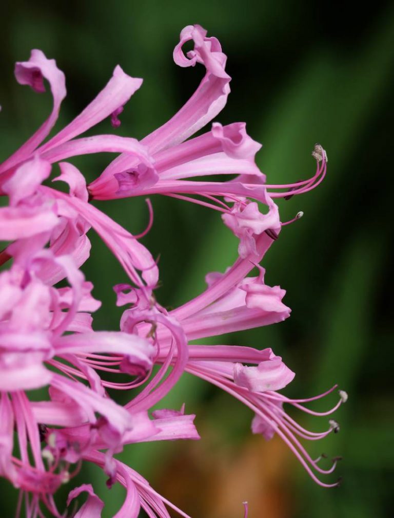 Nerine en flor