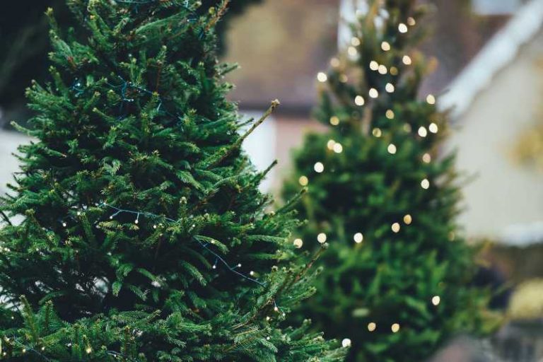 reciclar el árbol de Navidad