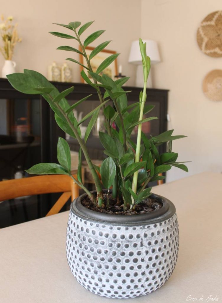 Planta Zamioculca Zamiifolia - Planta De Interior Resistente Y Fácil De Cuidar, Perfecta Para Decorar Cualquier Espacio