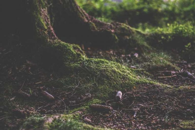 Humus en el bosque