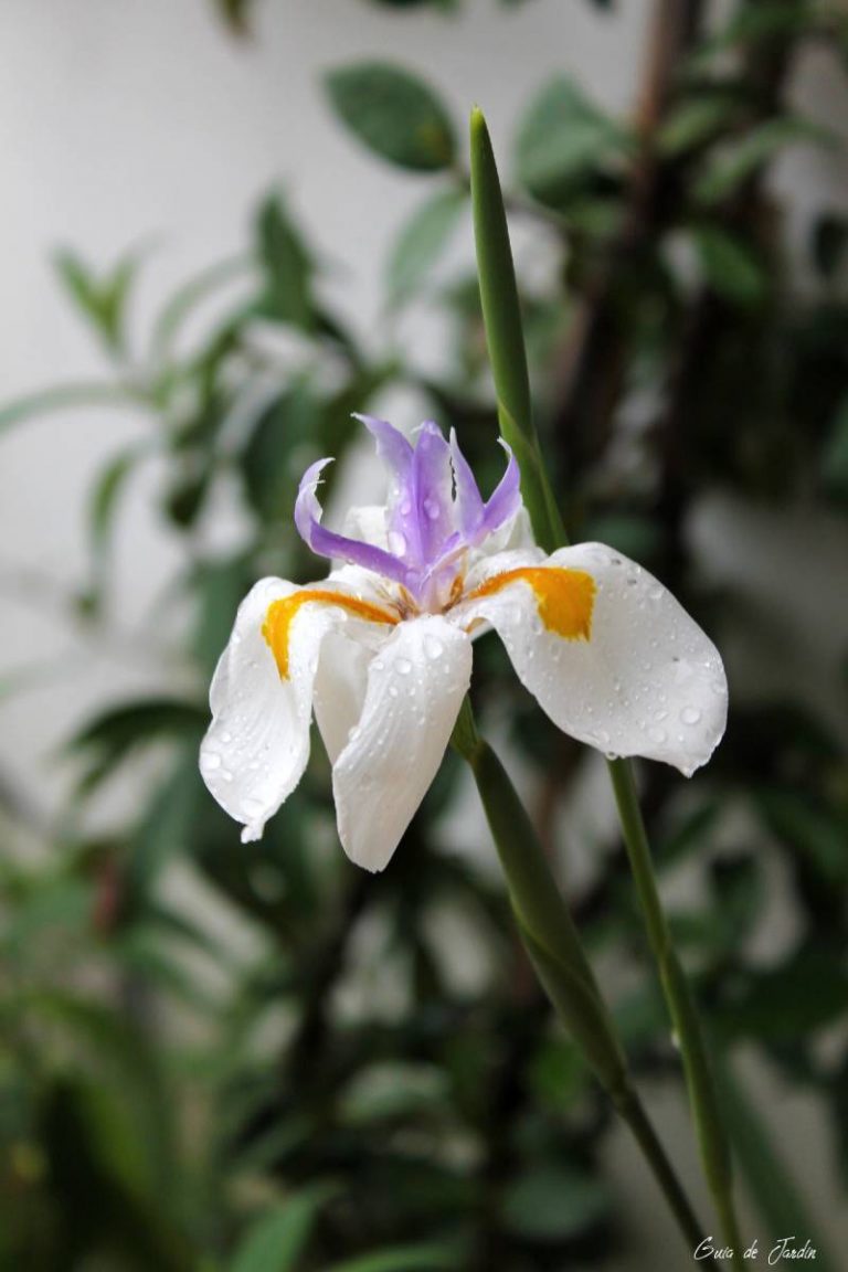 dietes grandiflora