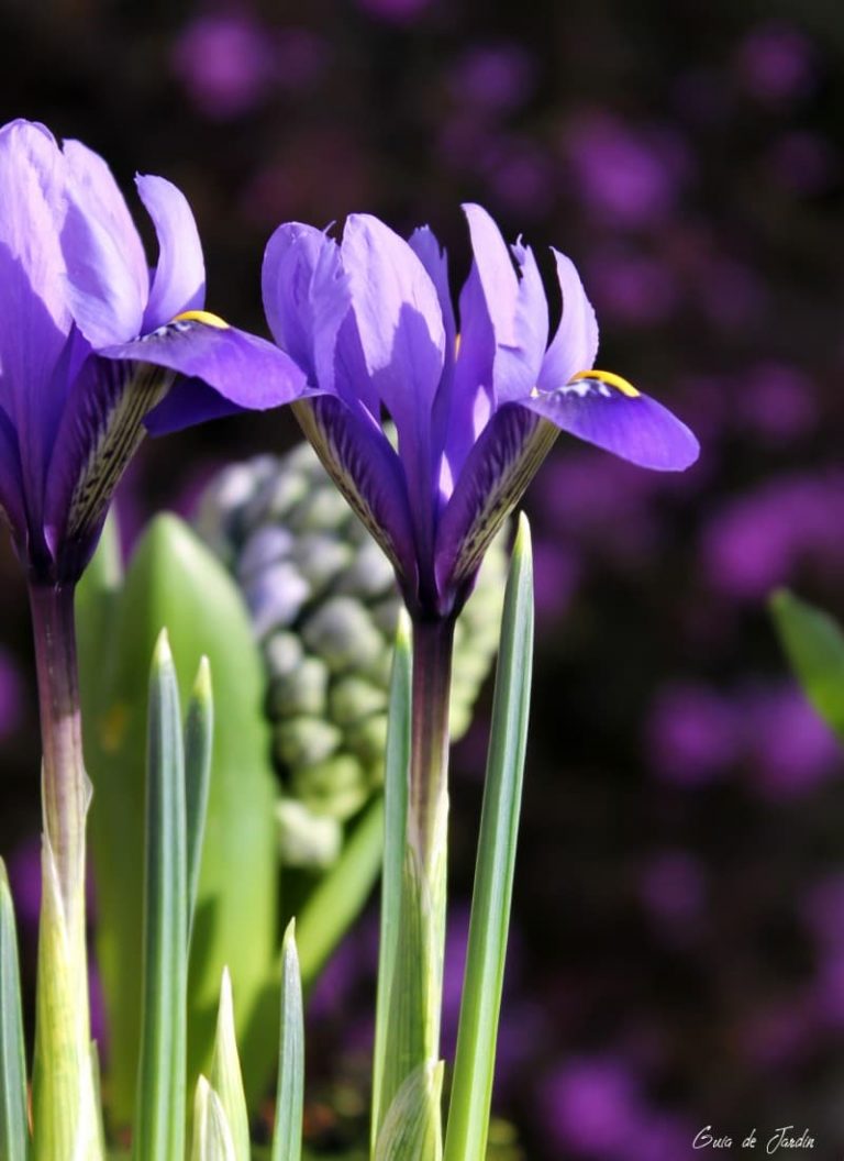 Iris reticulata o iris enanos