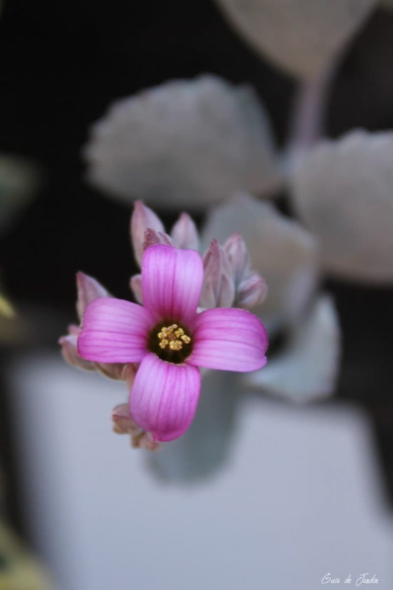 Kalanchoe pumila