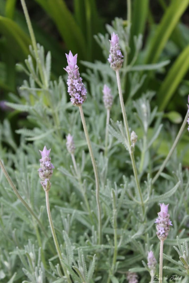 podar una lavanda