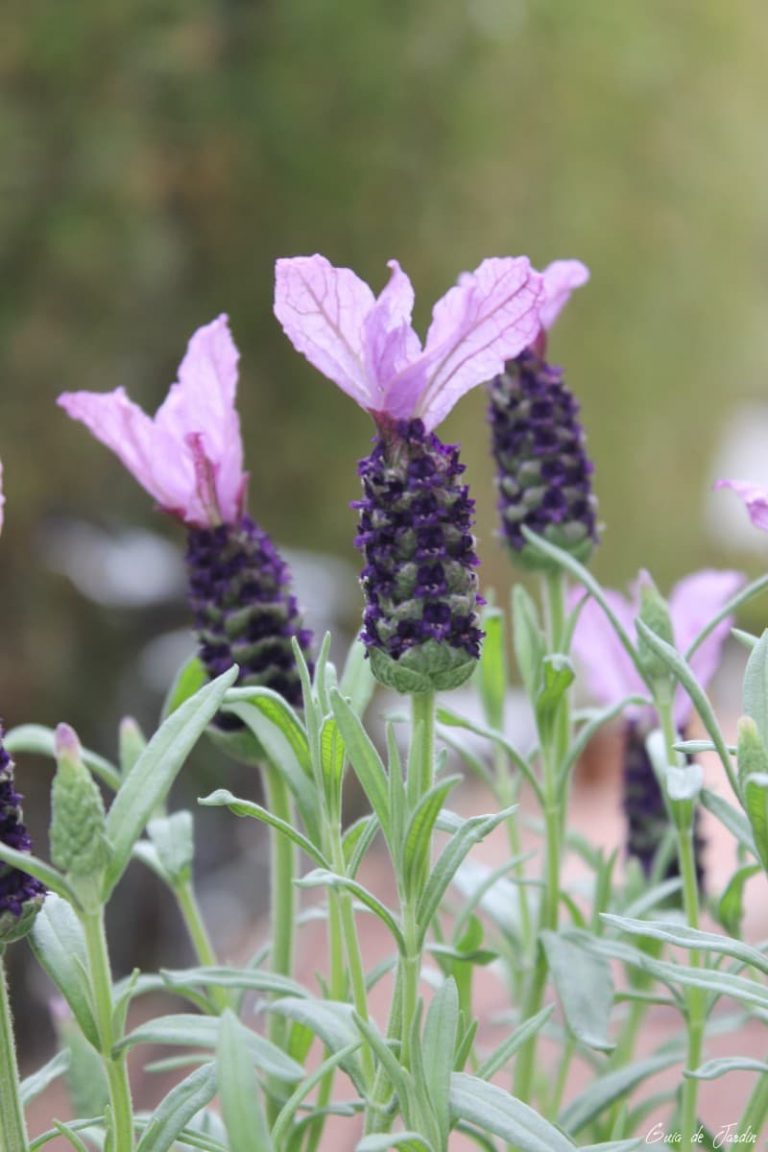 Lavandula stoechas