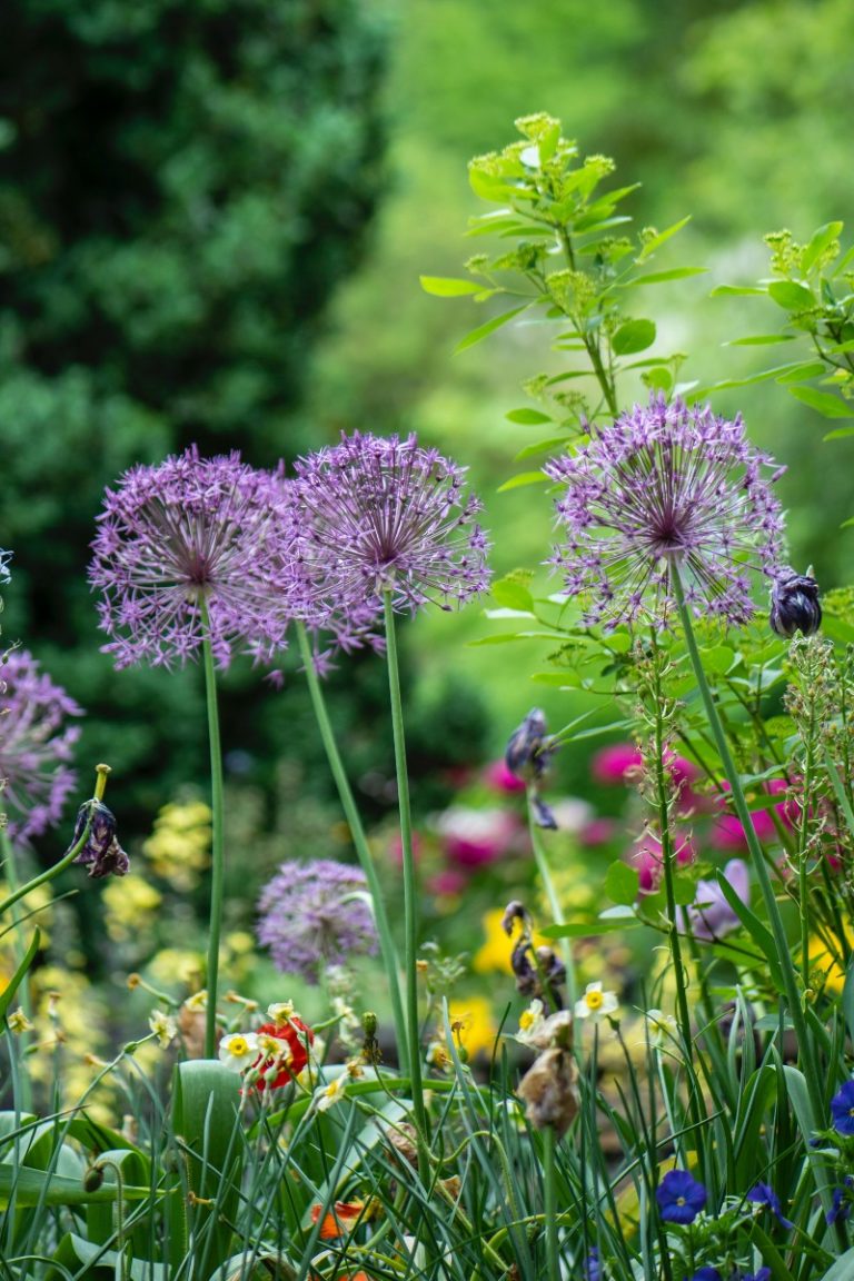 un-jardin-de-flores