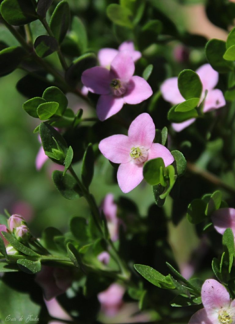 Boronia crenulata