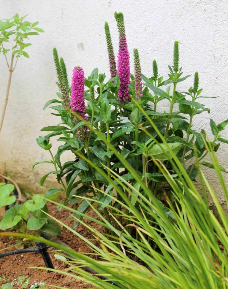 Veronica spicata