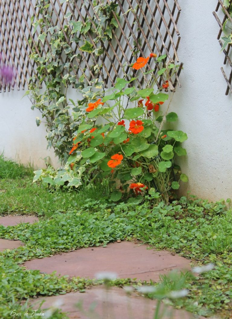 Capuchina