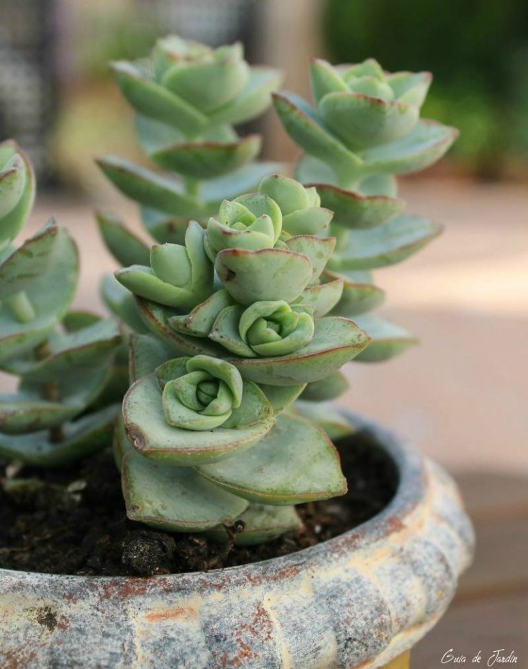 Crassula perforata