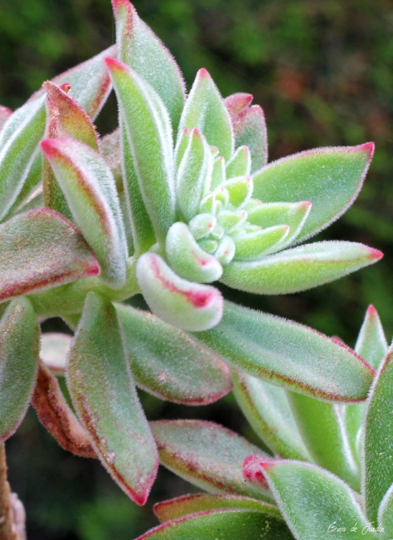 echeveria pulvinata