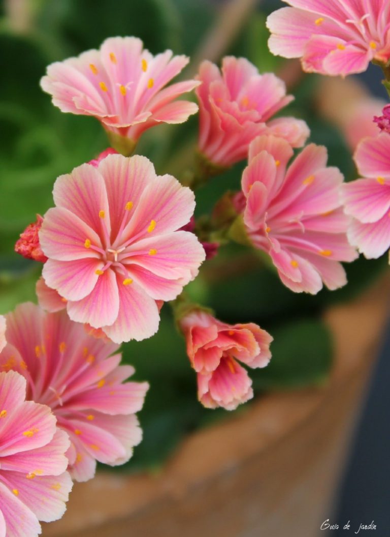 Lewisia cotyledon